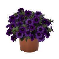 Калибрахоа (Bloomtastic Purple) фиолетовый