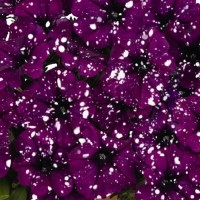 Петуния ампель (Sparkling Purple) пурпурный с белыми брызгами