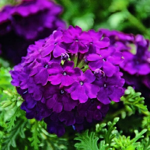 Вербена крупноцветковая (Lindolena Purple) фиолетовый
