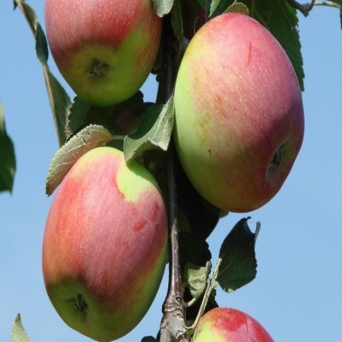 Яблоня осенняя Тамбовское