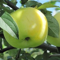 Яблоня осенняя Антоновка