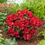 Рододендрон стелящийся (Rhododendron Forresti Scarlet Wonder) красный 