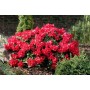 Рододендрон стелящийся (Rhododendron Forresti Scarlet Wonder) красный 