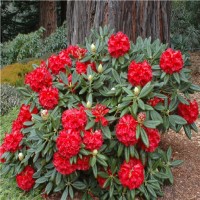 Рододендрон (Азалия) Ред Джек Rhododendron Red Jack 