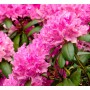 Рододендрон - Азалия (Rhododendron catawbiense Roseum Elegans) розовый 