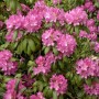 Рододендрон - Азалия (Rhododendron catawbiense Roseum Elegans) розовый 
