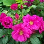 Роза морщинистая Ругоза розовый 40-60см