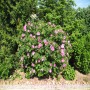 Роза морщинистая Ругоза розовый 40-60см