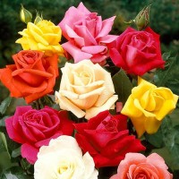 Роза чайно-гибридная в ассортименте расцветок