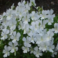 Фиалка садовая Альба Минор белый почвопокровник