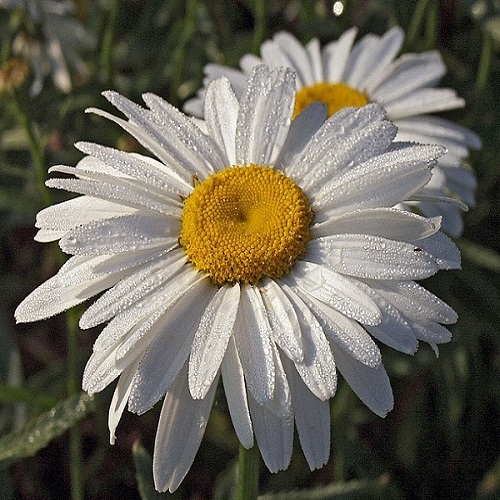 Нивяник крупноцветковый белый (Ромашка)