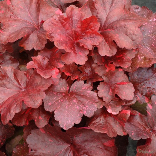 Гейхера Гэлакси красный лист с розовыми брызгами