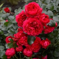 Роза флорибунда в ассортименте расцветок