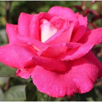 Роза чайно-гибридная Акапелла (Acapella) малиново-розовый