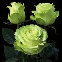 Роза чайно-гибридная Амандина (Amandine) лаймово-желтый