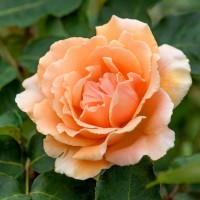 Роза чайно-гибридная Эприкот (Apricot) абрикосово-оранжевый
