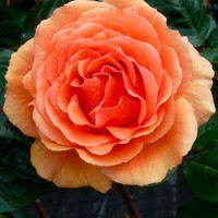 Роза чайно-гибридная Ашрам (Ashram) медно-оранжево-розовый
