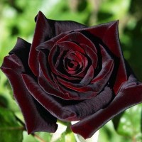 Роза чайно-гибридная Блэк Баккара (Black Baccara) черно-бордовый