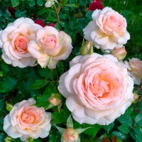 Роза чайно-гибридная Чандоз Бьюти (Chandos Beauty) розово-кремовый