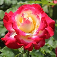 Роза чайно-гибридная Дабл Делайт (Double Delight) бело-красный