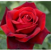 Роза чайно-гибридная Эдит Пиаф (Edith Piaf) красно-бордовый