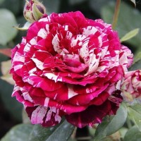 Роза чайно-гибридная Хулио Иглесиас (Jullio Iglesias) розово-малиновый полосатый
