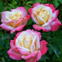 Роза чайно-гибридная Летиция Каста (Laetitia Casta) кремовый с нежно-розовым румянцем по краям