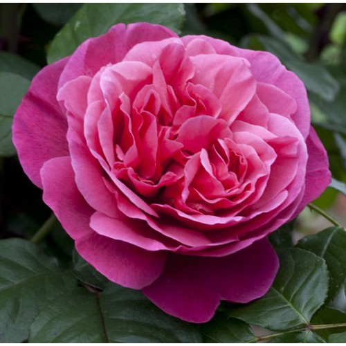 Роза чайно-гибридная Лайн Рено (Line Renaud) розовый