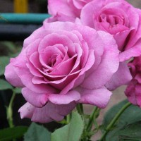 Роза чайно-гибридная Мелоди Парфюм (Melody Parfumee) лилово-розовый