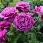 Роза флорибунда Минерва (Minerva) фиолетовый 