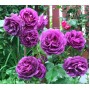 Роза флорибунда Минерва (Minerva) фиолетовый 