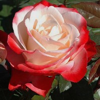 Роза чайно-гибридная Ностальжи (Nostalgia) белый с красной каймой