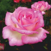 Роза чайно-гибридная Принцесс де Монако (Princesse de Monaco) бело-кремовый с малиново-розовыми лепестками 