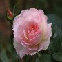 Роза на штамбе (h90-110см) в ассортименте