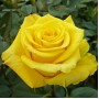 Роза чайно-гибридная (Rose hybrid tea Kerio) желтый