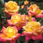 Роза на штамбе (h90-110см) в ассортименте