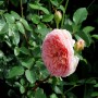 Роза Английская Олд Абрахам Дерби (Rose old Abraham Dharby) персиковый