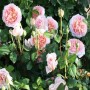 Роза Английская Олд Абрахам Дерби (Rose old Abraham Dharby) персиковый