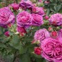 Роза Английская Олд Порт (Rose old Old Port) лиловый