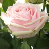 Роза чайно-гибридная Свит Аваланж (Sweet Avalanche) cветло-абрикосовый