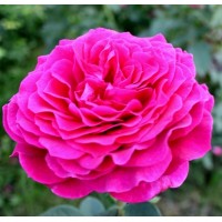Роза чайно-гибридная Веласкес (Velasquez-Sexy Parfumella) розовый