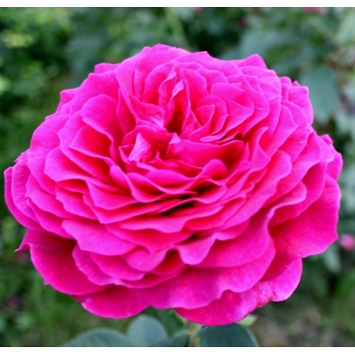 Роза чайно-гибридная Веласкес (Velasquez-Sexy Parfumella) розовый