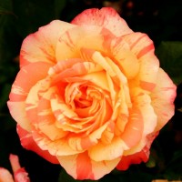 Роза чайно-гибридная Марвел (Marvelle) желтый с розовыми полосками