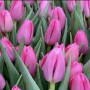  Тюльпан Asian Love (Азиан Лав) классический ярко-розовый