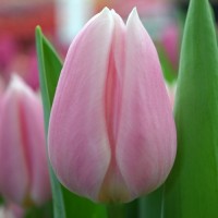  Тюльпан Beauty Case (Бьюти Кейс) классический светло-розовый