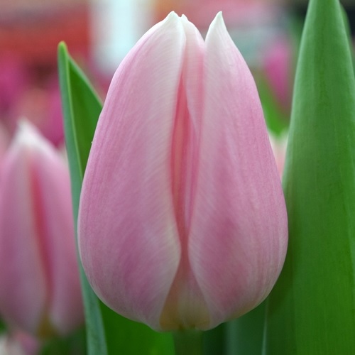  Тюльпан Beauty Case (Бьюти Кейс) классический светло-розовый