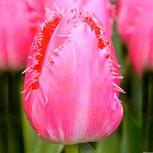 Тюльпан Cacharel (Кашарель) бахромчатый розовый