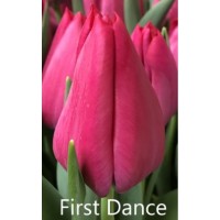 Тюльпан First Dance (Фест Дэнс) классический красно-малиновый