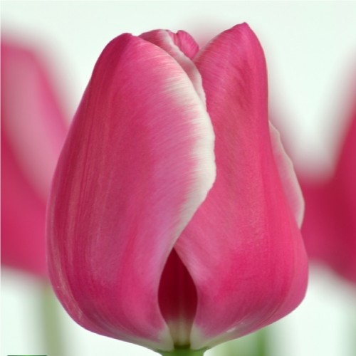 Тюльпан Kadima (Кадима) классический розово-белый