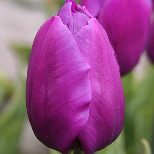 Тюльпан Destination (Дестинейшн) классический фиолетовый